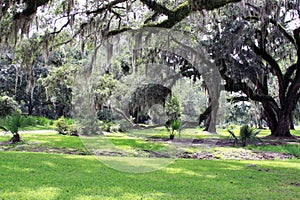 Spanish Moss Hanging from Live Oak Trees photo
