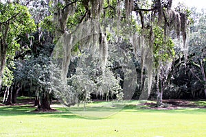 Spanish Moss Hanging from Trees in a Meadow photo
