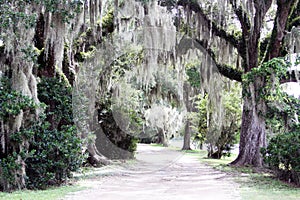 Spanish Moss Hanging from Trees along a Road photo