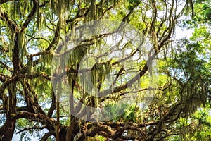 Spanish Moss hanging from an Oak Tree in Botany Bay Plantation