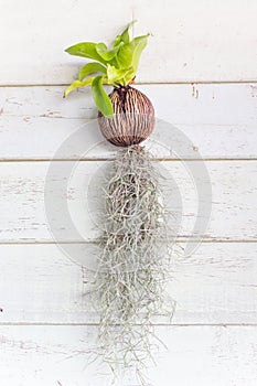 Spanish moss hanging plant