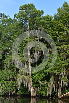 Spanish Moss Hanging From a Tree in the Bayou