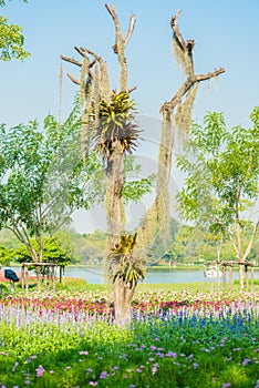 Spanish Moss hanging on tree