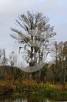 Spanish moss hanging from tree  in New Orleans