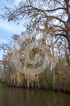 Spanish moss hanging from tree  in New Orleans