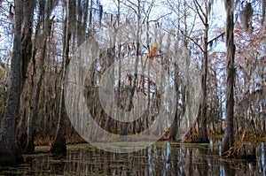 Spanish moss hanging from tree  in New Orleans