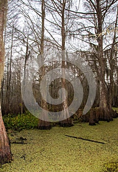 Spanish moss hanging from tree  in New Orleans