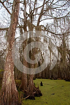 Spanish moss hanging from tree  in New Orleans