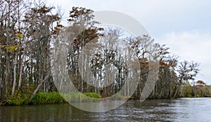 Spanish moss hanging from tree  in New Orleans