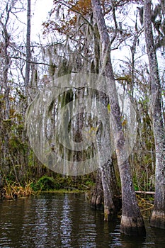 Spanish moss hanging from tree  in New Orleans