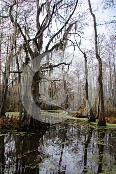 Spanish moss hanging from tree  in New Orleans