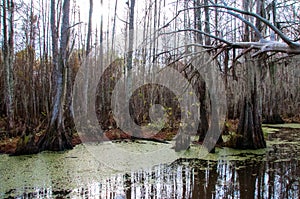 Spanish moss hanging from tree  in New Orleans