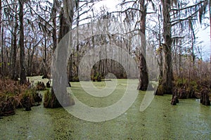 Spanish moss hanging from tree  in New Orleans