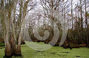 Spanish moss hanging from tree  in New Orleans