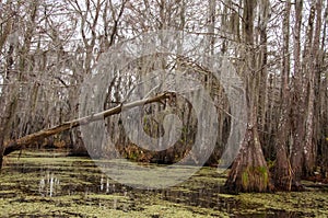 Spanish moss hanging from tree  in New Orleans