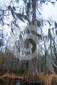 Spanish moss hanging from tree in New Orleans, Louisiana