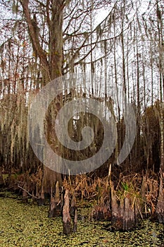 Spanish moss hanging from tree in New Orleans, Louisiana