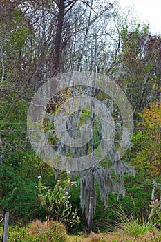 Spanish moss hanging from tree  in New Orleans, Louisiana