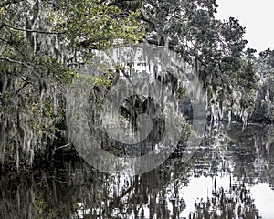 Spanish Moss Hanging from Trees