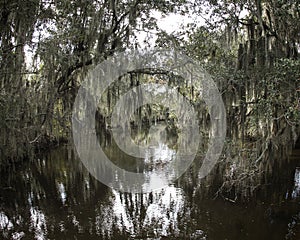 Spanish Moss Hanging from Trees