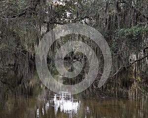 Spanish Moss Hanging from Trees