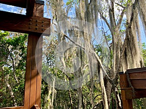 Spanish moss hanging in trees in Florida