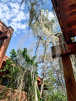 Spanish moss hanging in trees in Florida