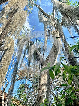 Spanish moss hanging in trees in Florida