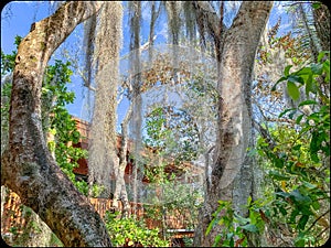 Spanish moss hanging in trees in Florida