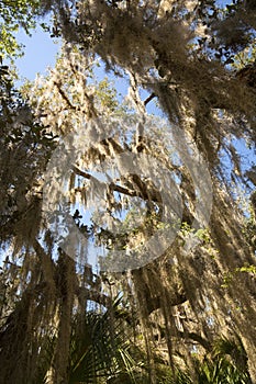 Spanish moss hanging from trees at Lake Kissimmee Park, Florida.