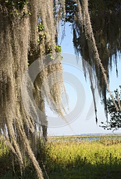 Spanish moss hanging from trees at Lake Kissimmee Park, Florida.