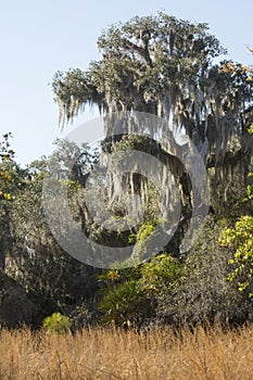 Spanish moss hanging from trees at Lake Kissimmee Park, Florida.