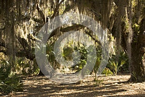 Spanish moss hanging from trees at Lake Kissimmee Park, Florida.