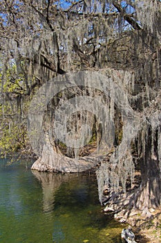 Spanish moss hanging from trees at a river bank