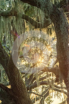 Spanish moss illuminated by sunset light on oak trees