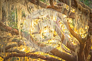 Spanish moss illuminated by sunset light on oak trees photo