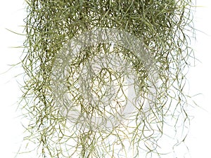 Spanish Moss Isolated