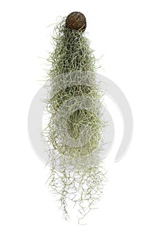 Spanish moss isolated