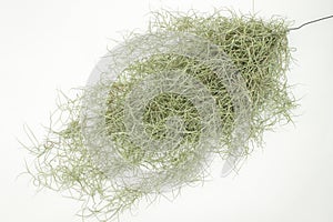 Spanish Moss isolated on white background