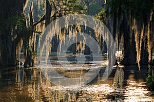 Spanish moss photo