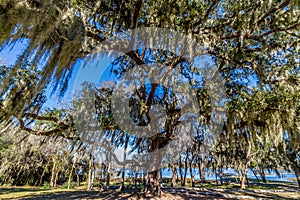 Spanish Moss on a Majestic Old Oak Tree.