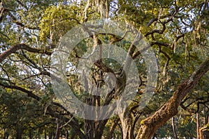 Spanish Moss in Massive Old Oak Trees