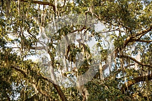 Spanish Moss in Oak and Magnolia Trees