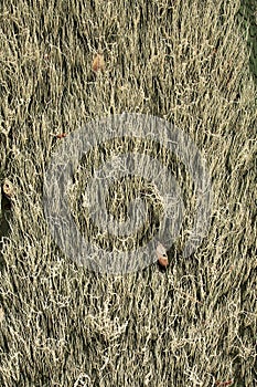 Spanish Moss on an Old Wall