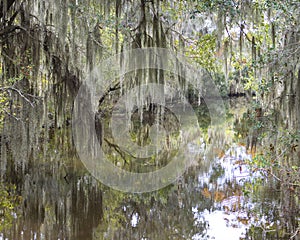 Spanish Moss and Painterly Reflections