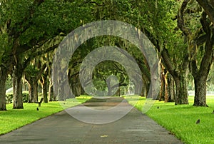 Spanish Moss pathway photo