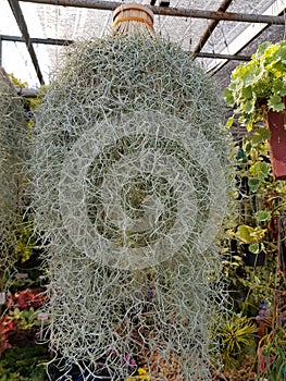 Spanish moss is popularly planted to decorate your garden.