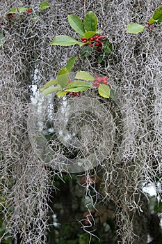 Spanish Moss and Red Berries