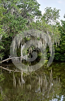 Spanish Moss Reflecting in the Bayou Waters