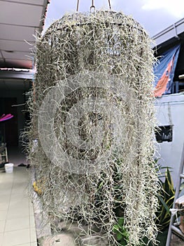 Spanish Moss is a rootless epiphytic bromeliad that hangs from trees, absorbing moisture and nutrients directly from the air.